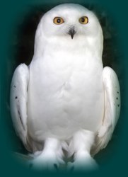 The Shamanic Approach to Healing for Animals