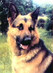 Tier Trauer - Mit EmoTrance Kann Man Den Trauer Um Tiere Wieder In Liebe Verwandeln