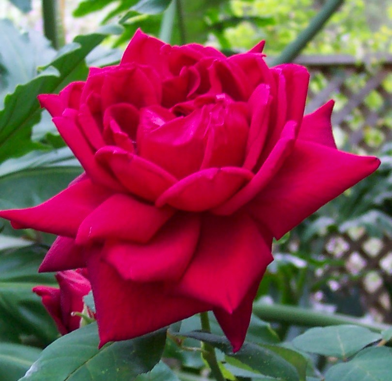 Welcome to my website on vibrational healing