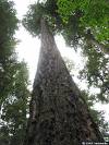 A Spell To Grow Taller & Increase In Height A Spell To Grow Taller & Increase In Height