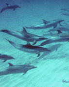 Underwater photographs of Spinner and Spotted Dolphins