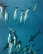 Baby Dolphin Bellies Going Down Past my Nose