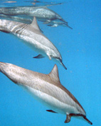 Spinner Dolphin Pod Taking a Closer Look