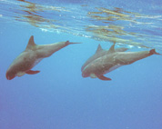 Pygmy Killer Whale Pod 