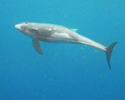 Pygmy Killer Whale Goes Belly Up