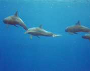 Pygmy Killer Whale Pod 1