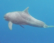 Every Seen Pygmy Killer Whale Teeth?