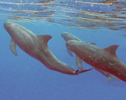 Three Pygmy Killer Whales 