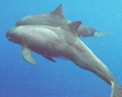 A Pair of Curious Pygmy Killer Whales