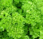 What Are Herbal Simples?