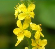 Agrimony