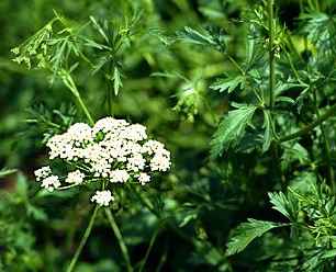 Aniseed Aniseed