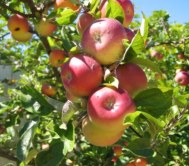 Apple Apple