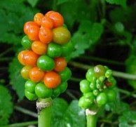 Arum