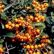 Barberry