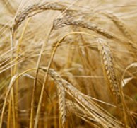 Barley