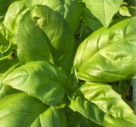 Basil Basil