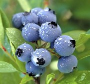 Bilberry