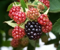 Blackberry