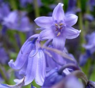 Bluebell