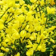 Broom
