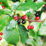 Buckthorn