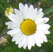 Chamomile