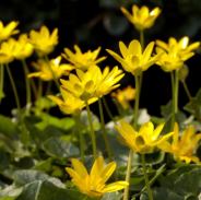 Celandine
