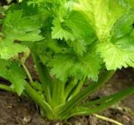 Celery