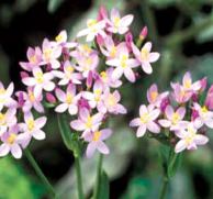 Centaury