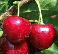 Cherry