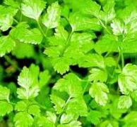 Chervil