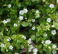 Chickweed