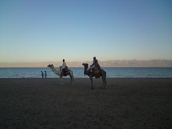 Camel ride on the beach to the bedouin camp and back Red Sea Retreat Camel Rides