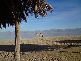 Red Sea Healing Retreat Venue The Beach