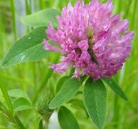 Clover
