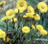Coltsfoot