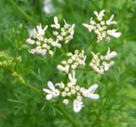 Coriander