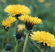 Dandelion