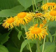 Elecampane