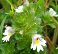 Eyebright