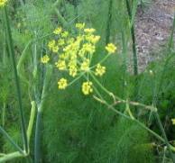 Fennel