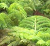 Fern