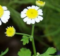 Feverfew