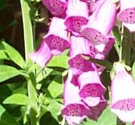 Foxglove