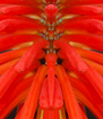 Flower Being 2008