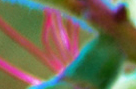 Flowerworks
