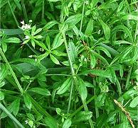 Goosegrass