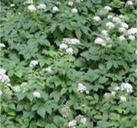 Goutweed