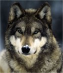 Animals: Guides and Allies